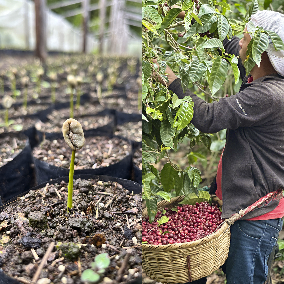 EPIC PLAZA - PRODUCTORES LOCALES EPIC PLAZA - PRODUCTORES LOCALES